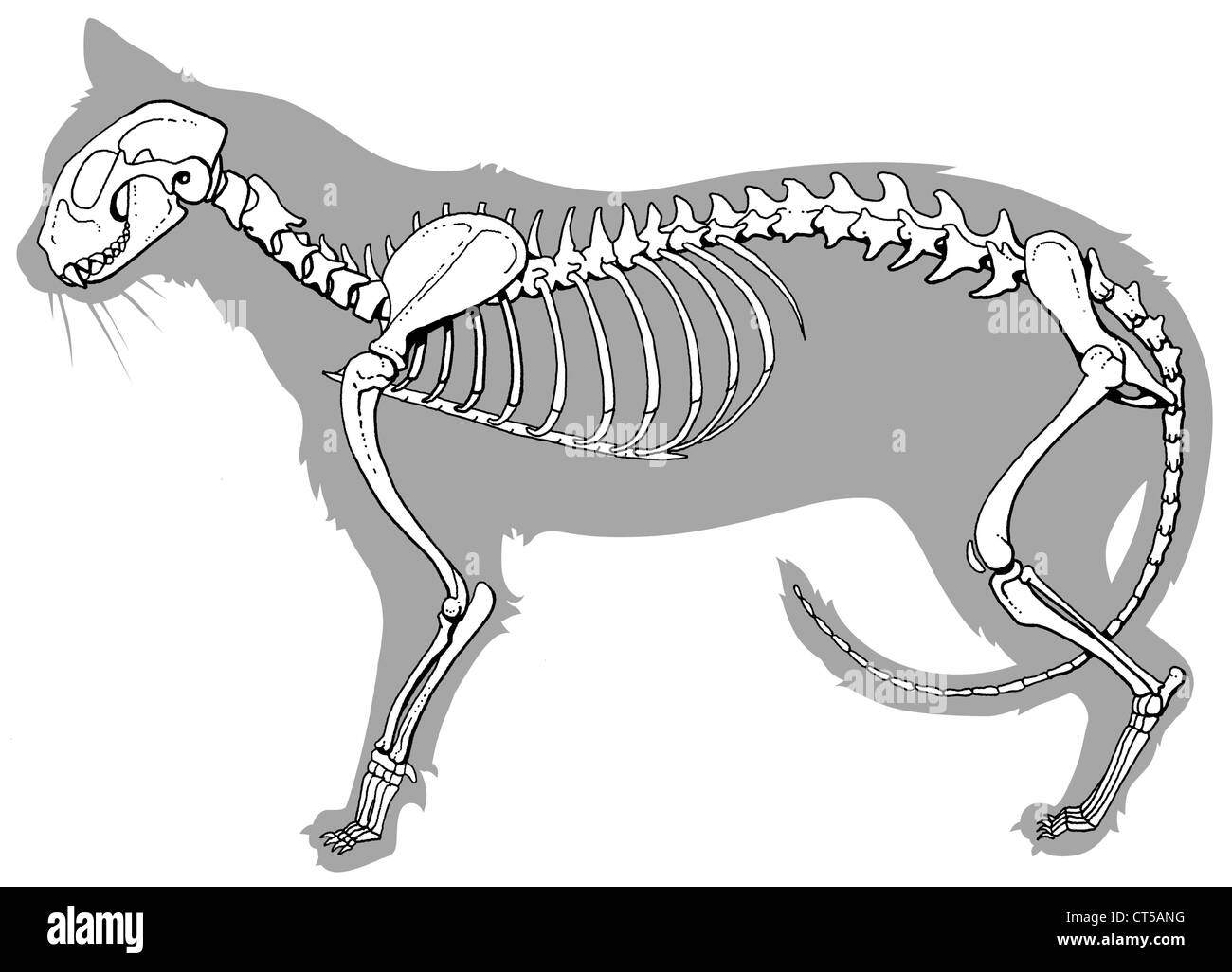 Esqueleto de gato doméstico fotografías e imágenes de alta resolución -  Alamy