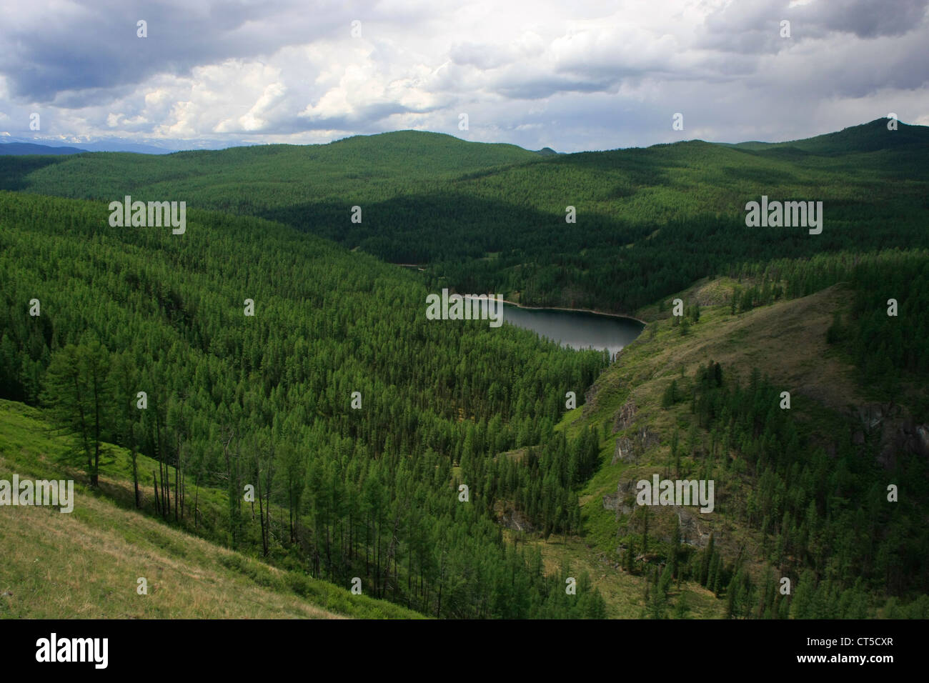 Montaña prístino lago rodeado de bosques de pinos, Altai, Siberia, Rusia Foto de stock