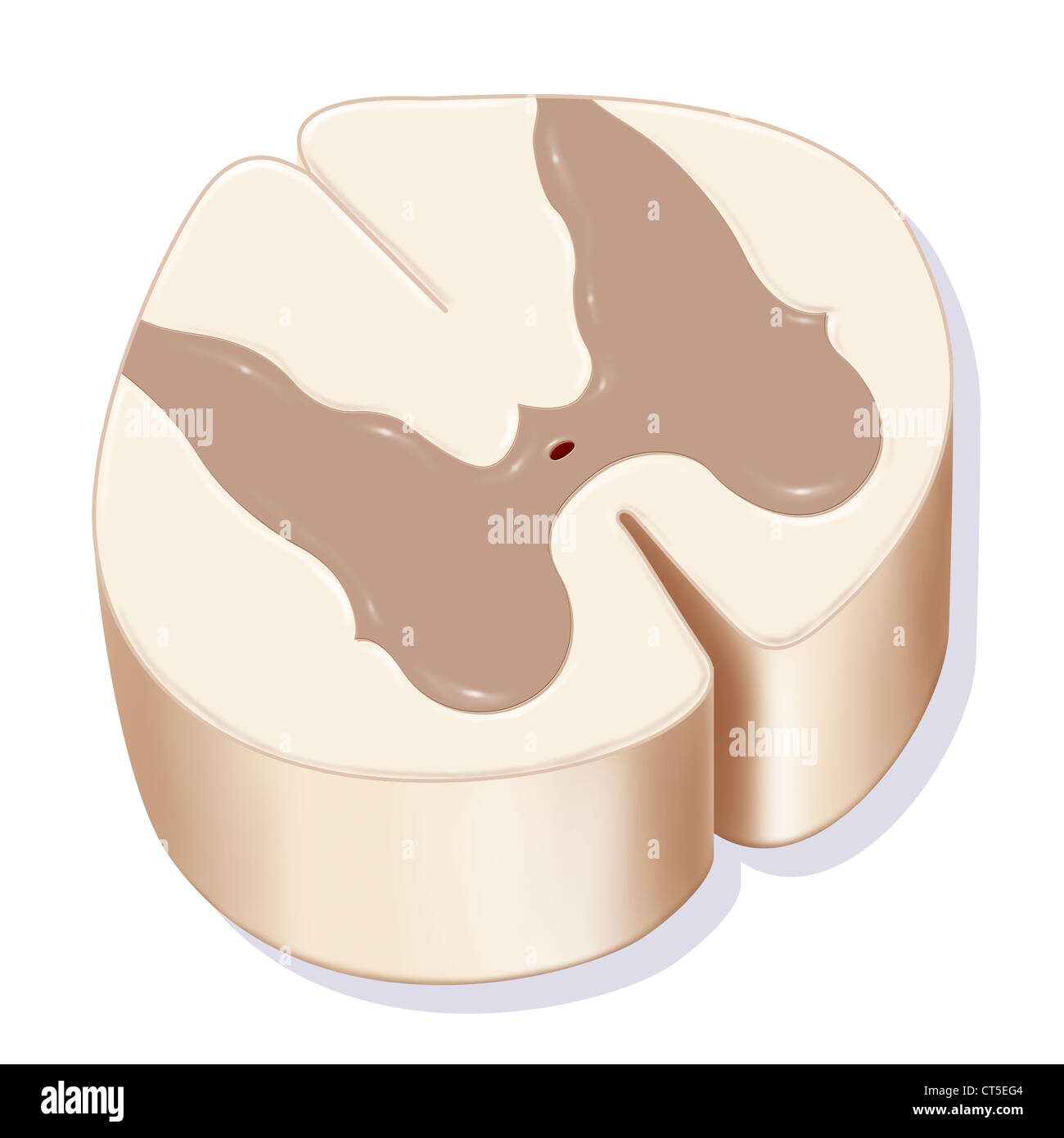 La médula espinal, dibujo Foto de stock