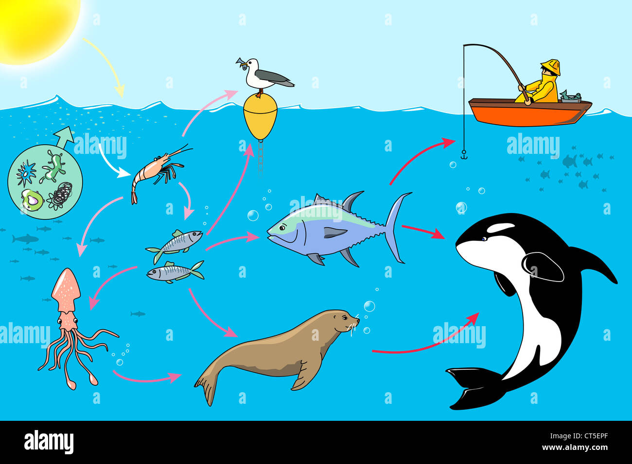 Animal food chain illustration fotografías e imágenes de alta resolución -  Alamy
