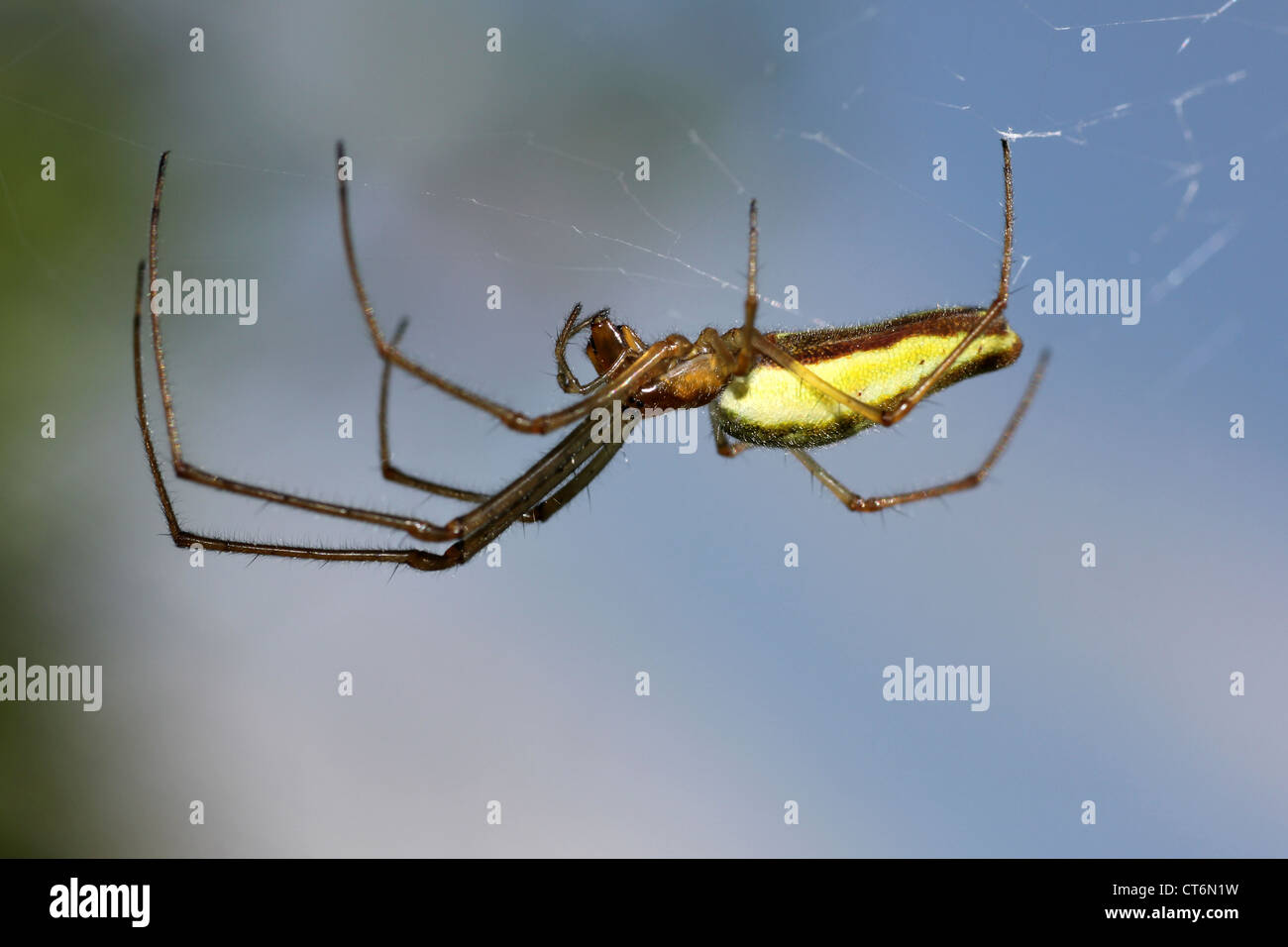 Tramo común-spider Tetragnatha extensa Foto de stock