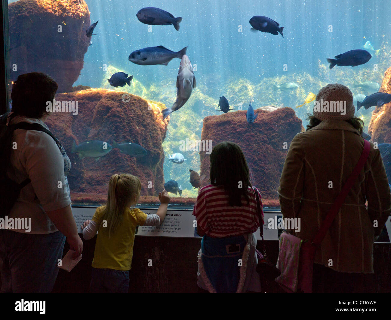 Los visitantes ver diversas especies de pescado del golfo en gran Acuario de Monterey Monterey California EE.UU. Foto de stock