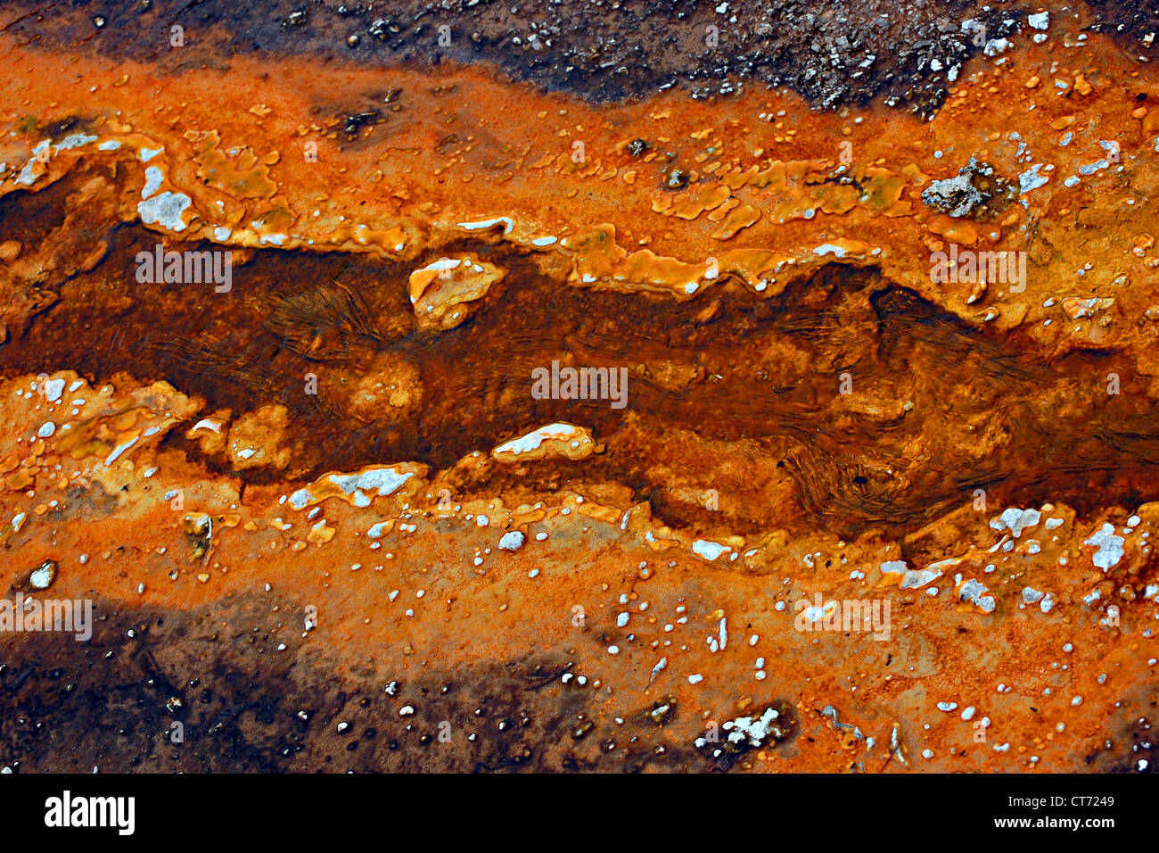 Prismáticos esteras bacterianas, Upper Geyser Basin, el Parque Nacional de Yellowstone Foto de stock