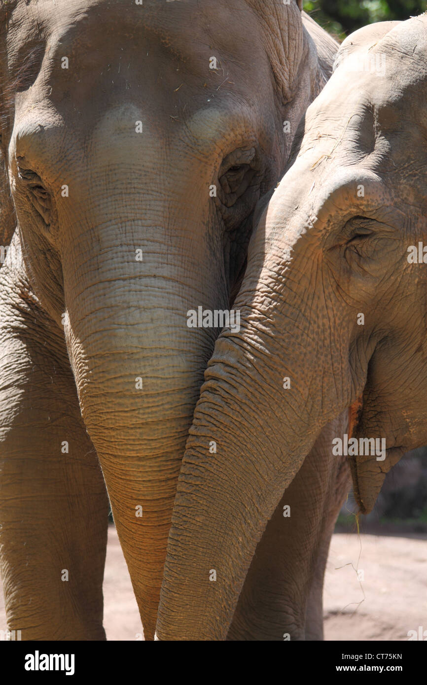 Friendshop transcurrido entre dos elefantes asiáticos (Elephas maximus) Foto de stock