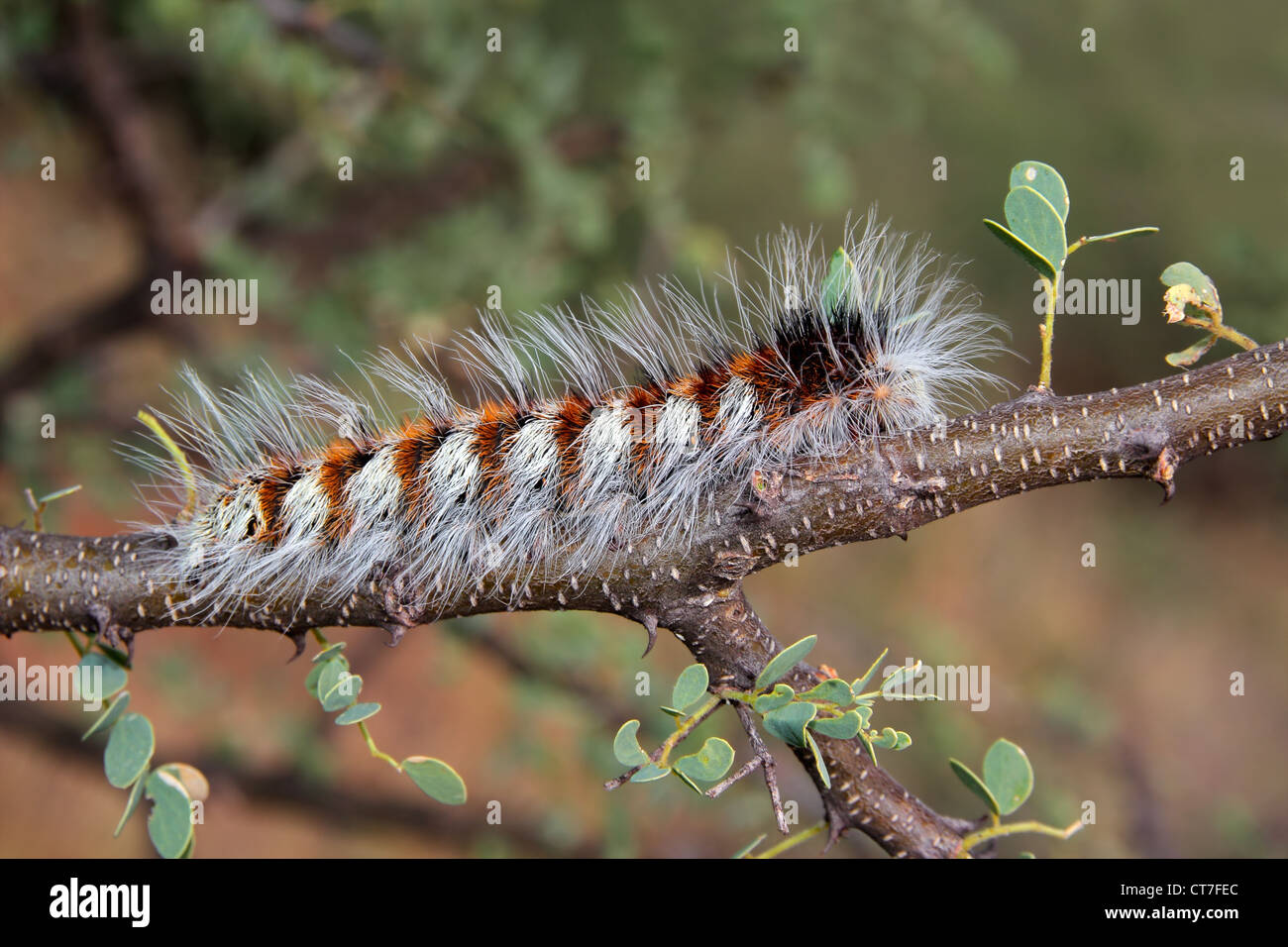 Caterpillar peludo sentado en una rama Foto de stock