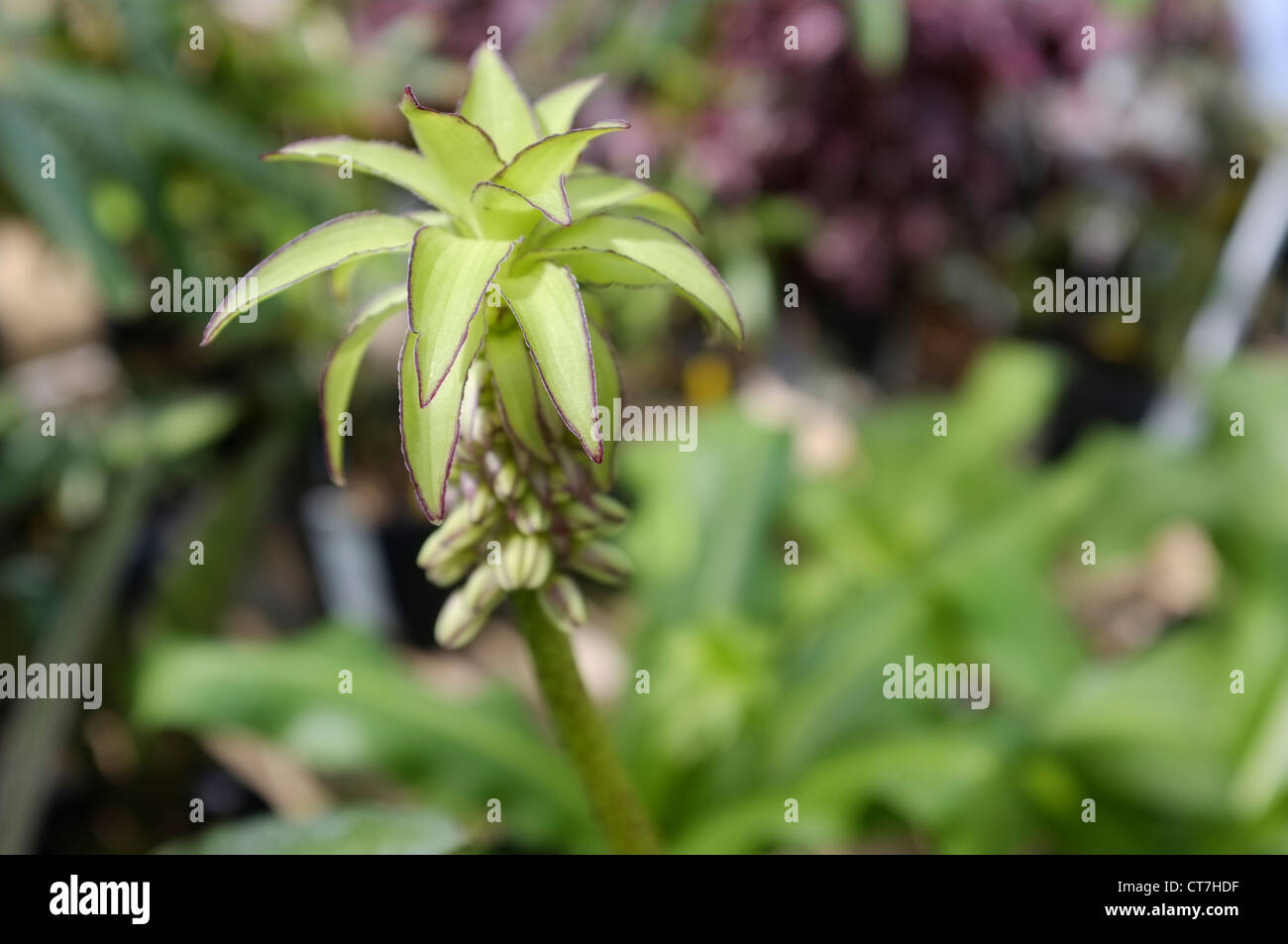 Eucomis bicolor o piña Lily - Familia: Asparagaceae, desde Sudáfrica Foto de stock