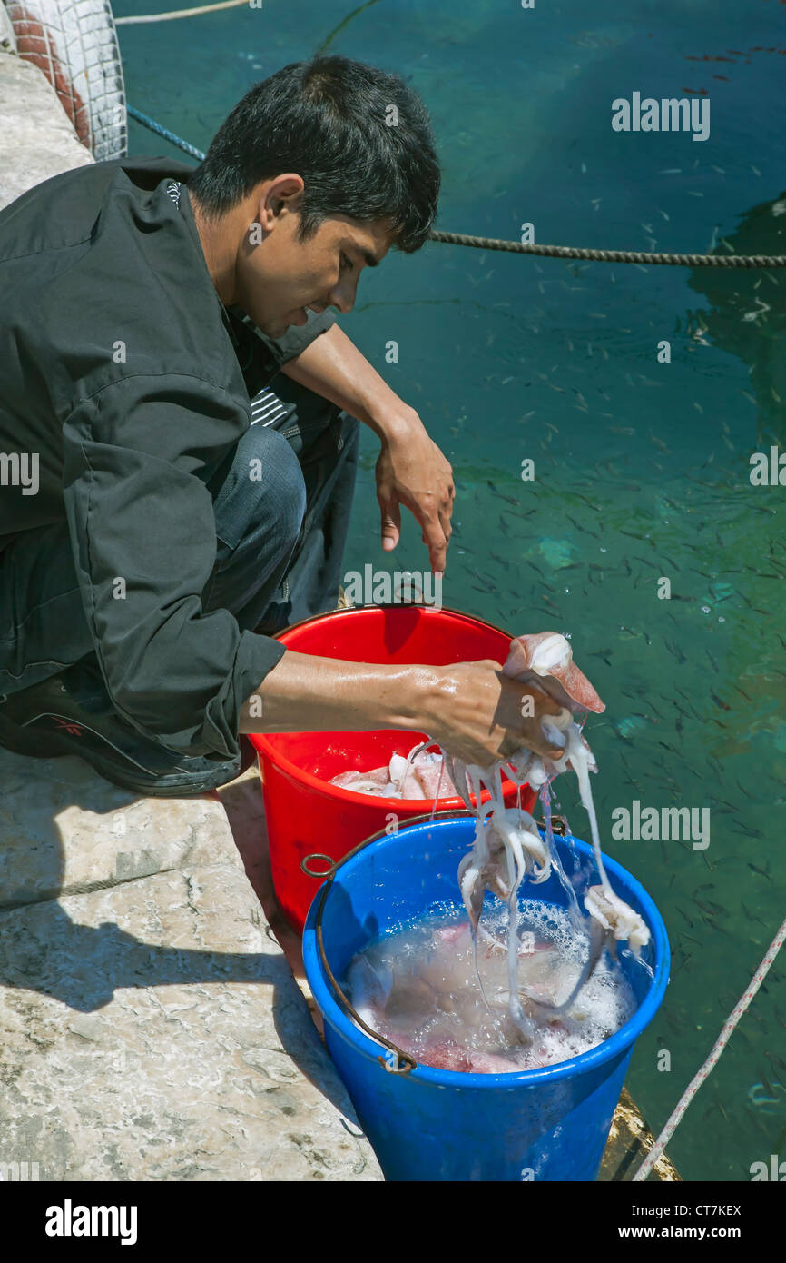 Un joven griego calamares lavados en el puerto del puerto pesquero de Naoussa, Paros, Grecia Foto de stock