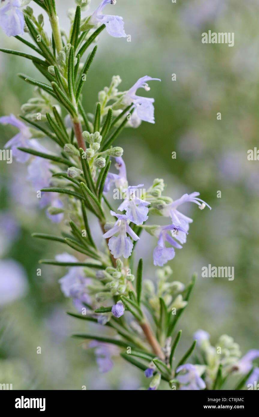 El romero (Rosmarinus officinalis) Foto de stock