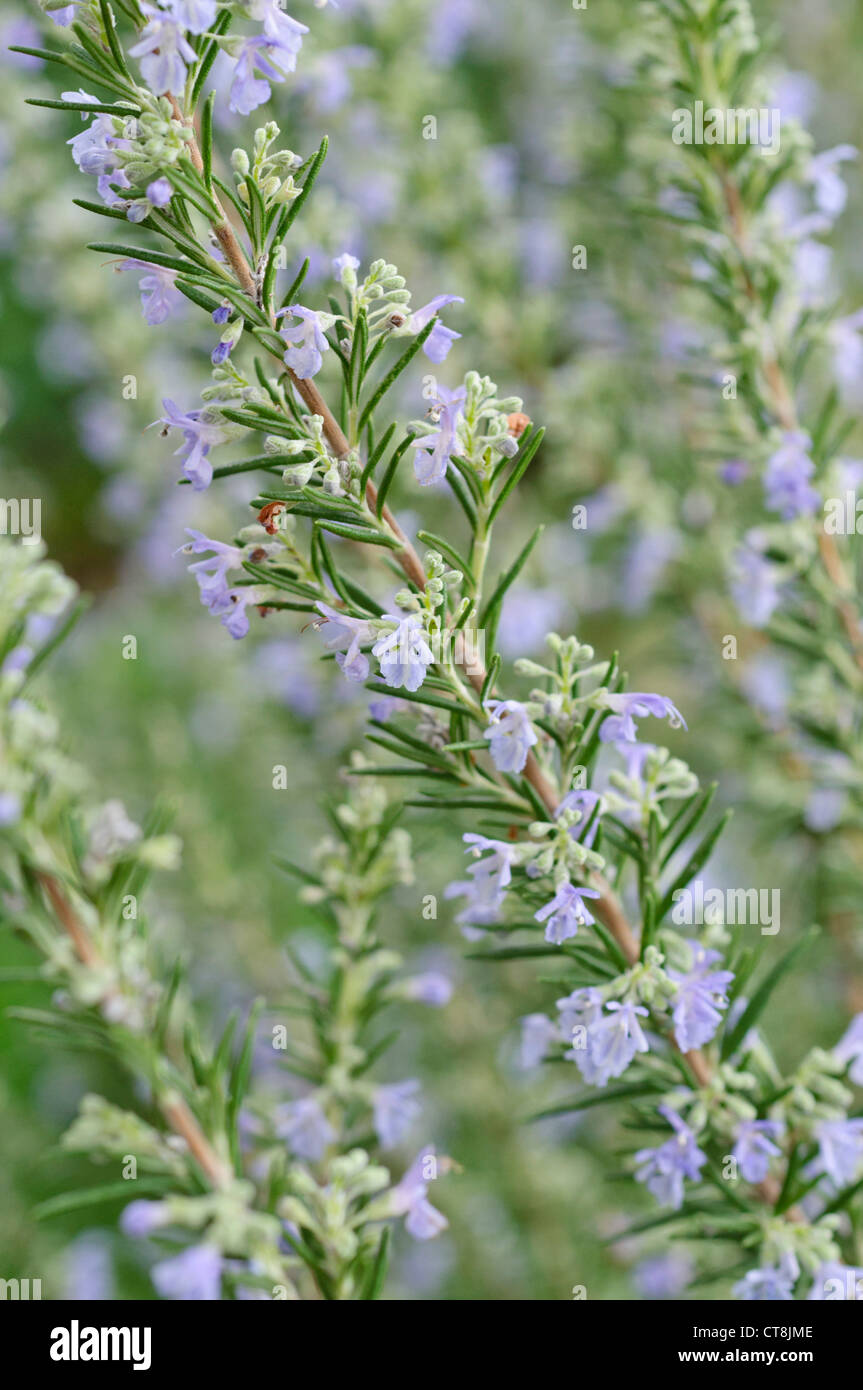 El romero (Rosmarinus officinalis) Foto de stock