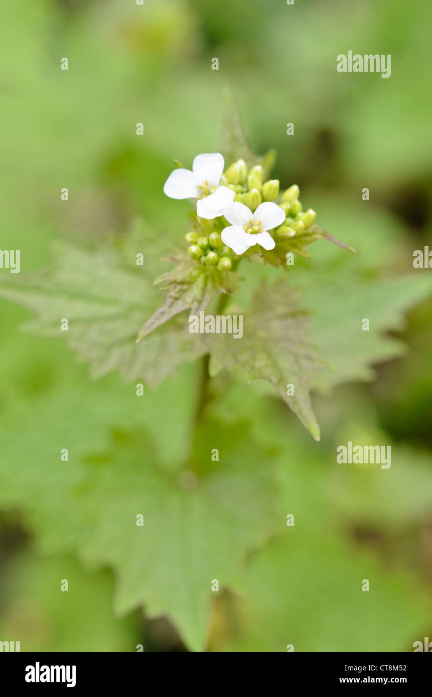 Alliaria petiolata ajo (mostaza) Foto de stock