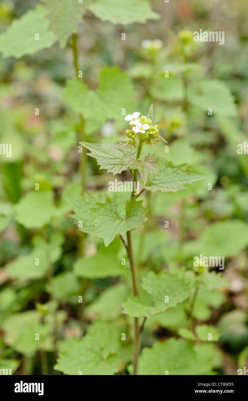 Alliaria petiolata ajo (mostaza) Foto de stock