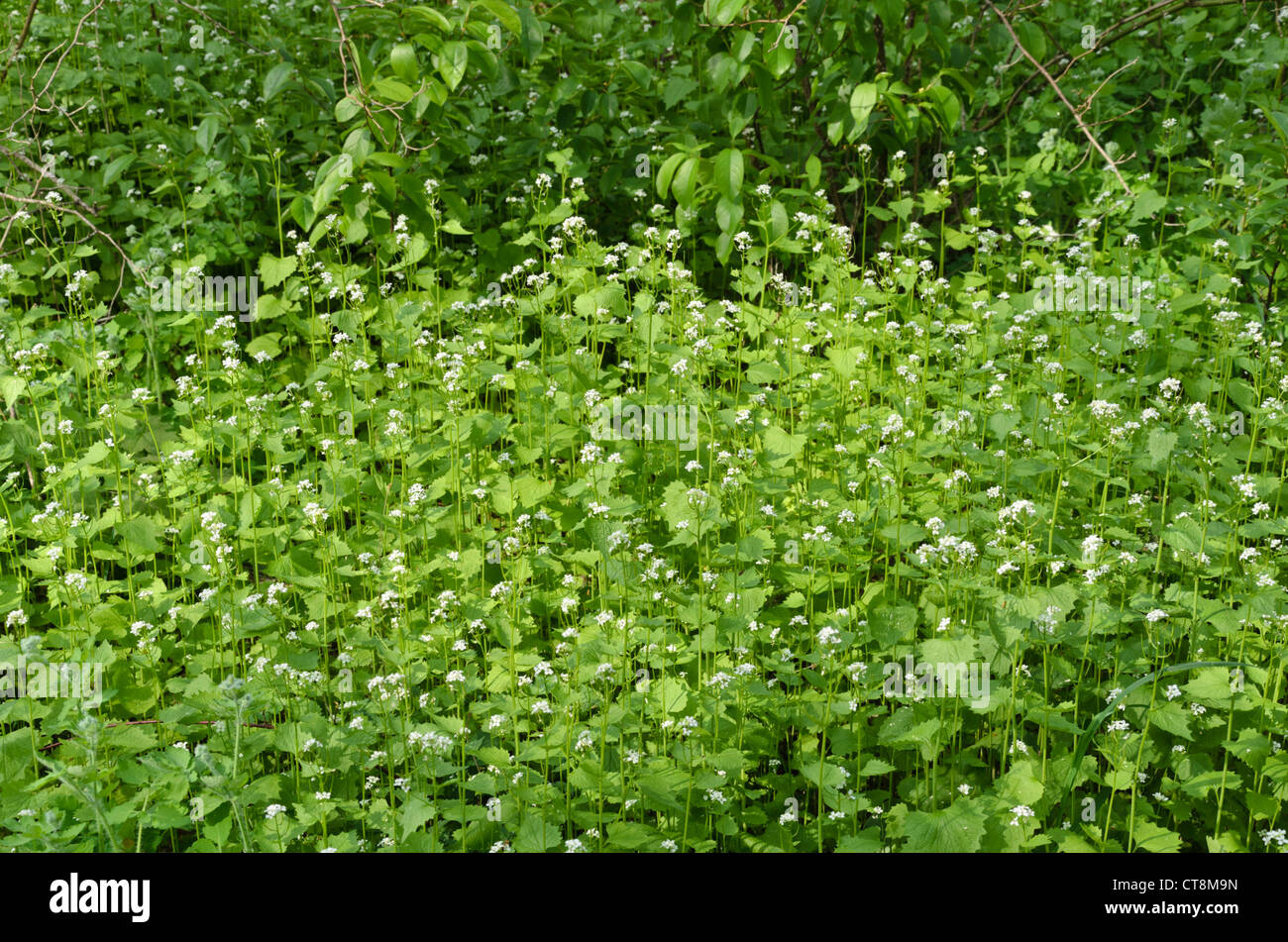 Alliaria petiolata ajo (mostaza) Foto de stock