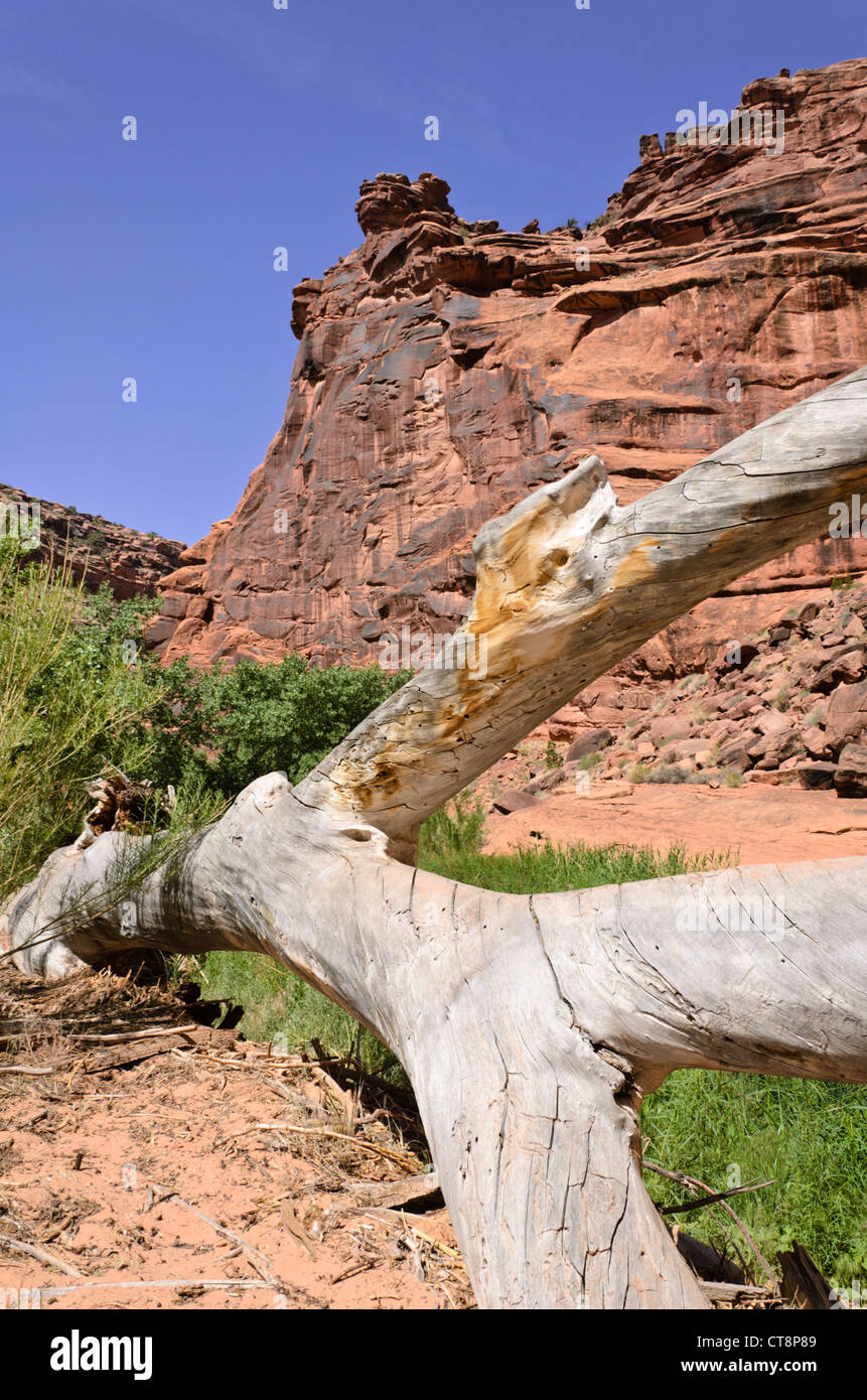 Tronco de árbol muerto, cazadores Canyon, Utah, EE.UU. Foto de stock