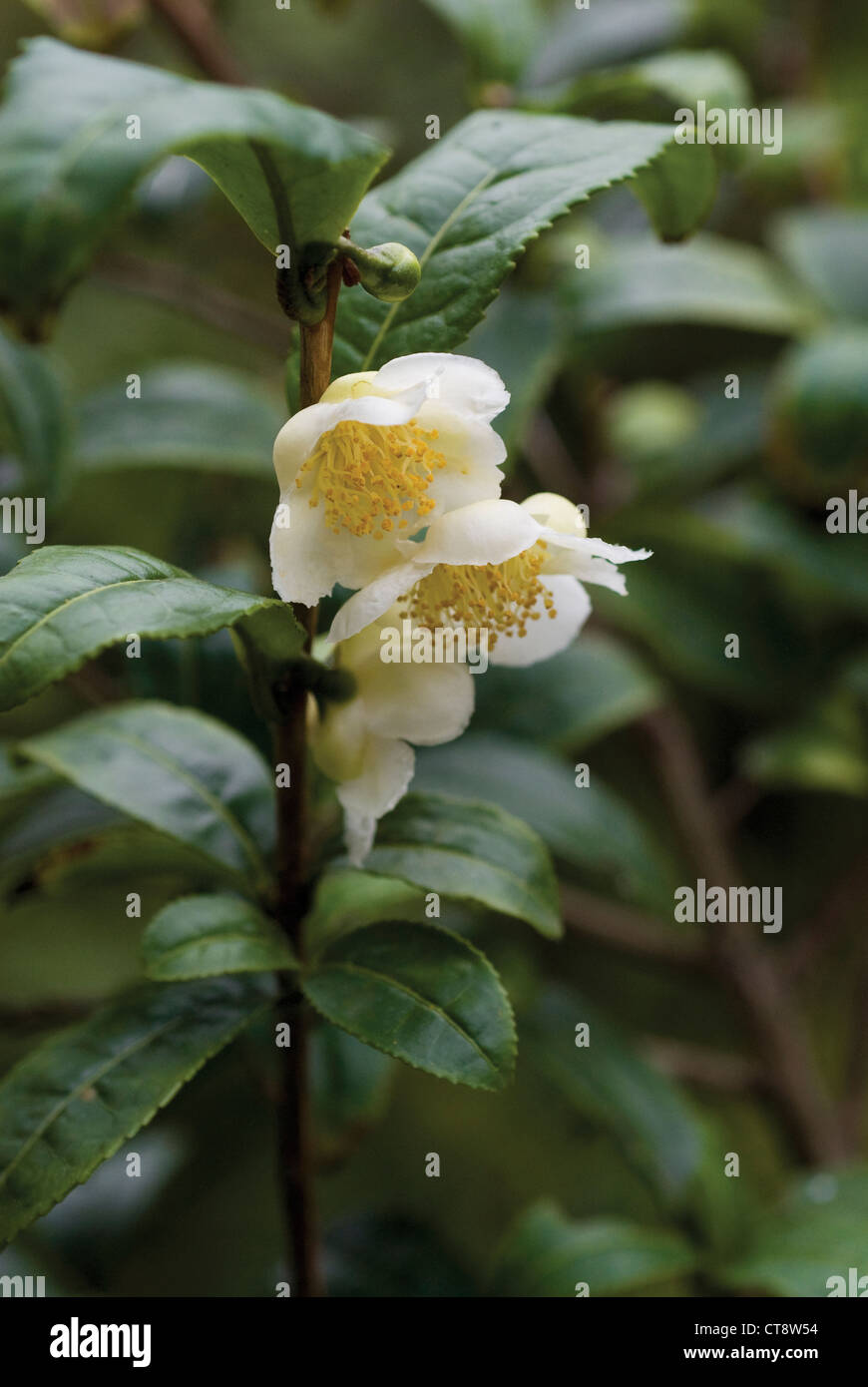Camellia sinensis, la planta de té Foto de stock