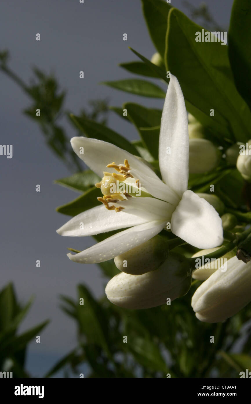 Documento Larry Belmont Demonio flor blanca del naranjo y otros frutos Inútil fenómeno congelado