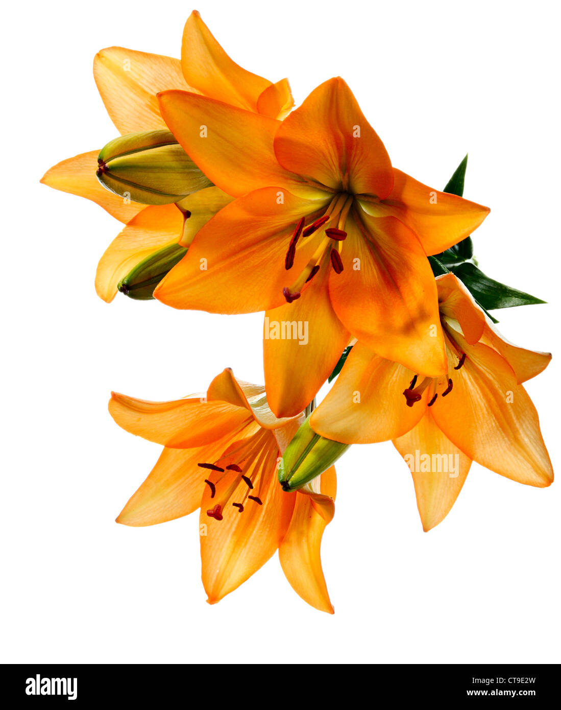 Patrón floral de flor lirio aislado fotografías e imágenes de alta  resolución - Alamy