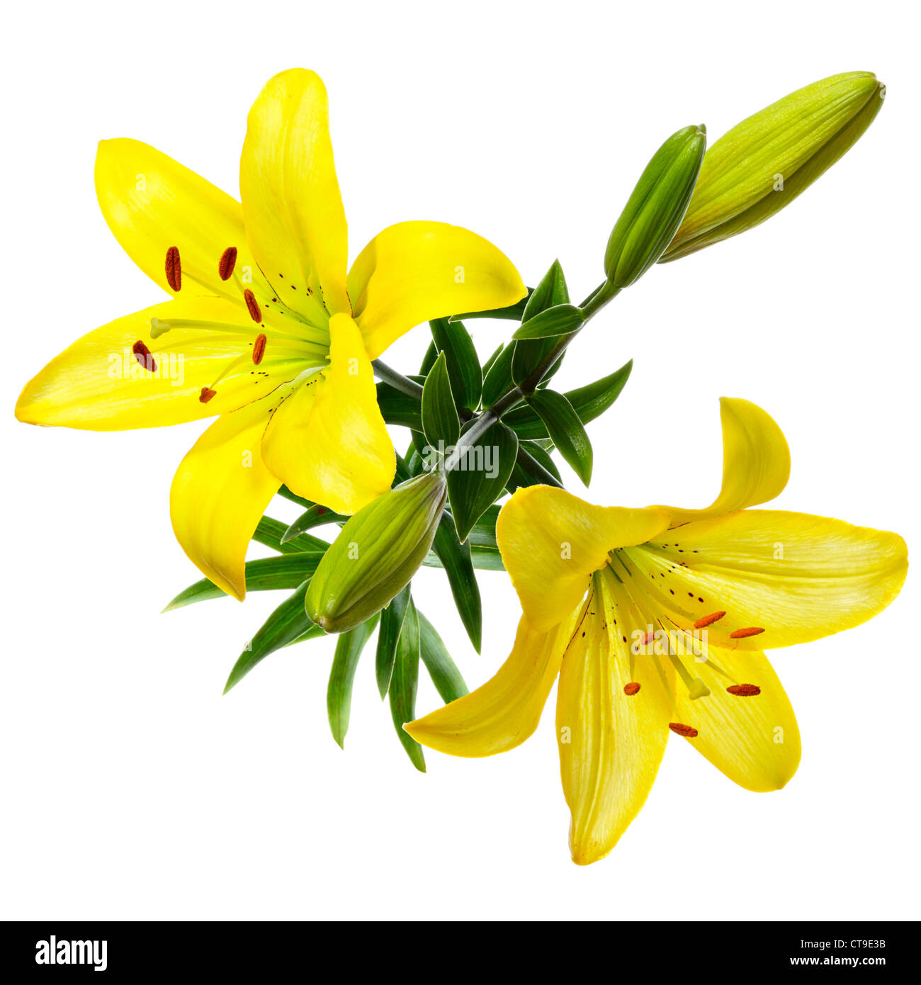 Flores. Azucenas amarillas sobre un fondo blanco, vista superior Fotografía  de stock - Alamy