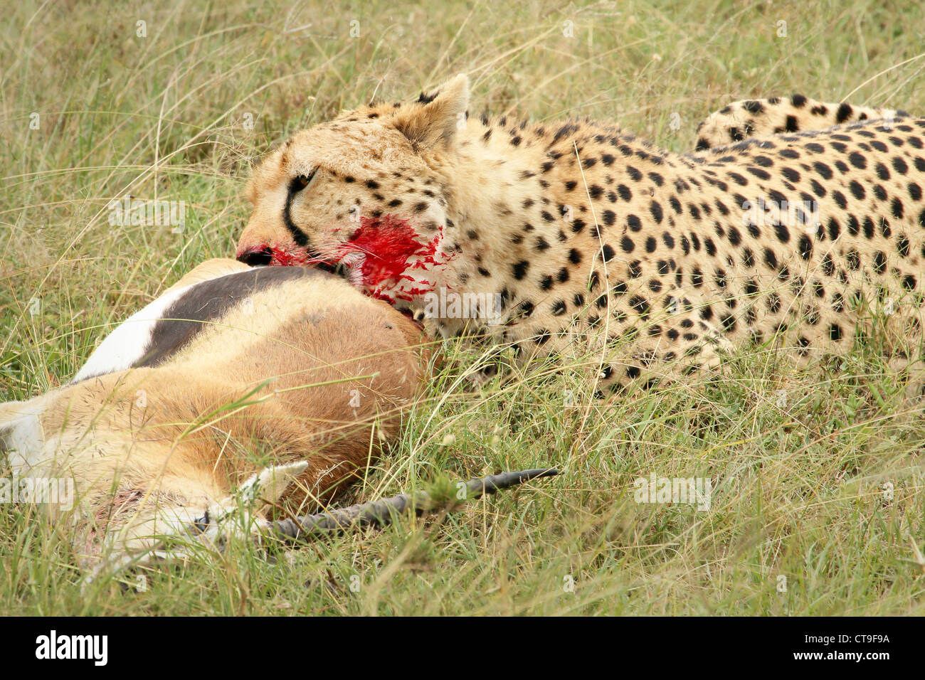 Un guepardo con sus matar una gacela de Thomson. Este kill fue fotografiado en el medio silvestre en el Masai Mara, Kenya, Africa. Foto de stock