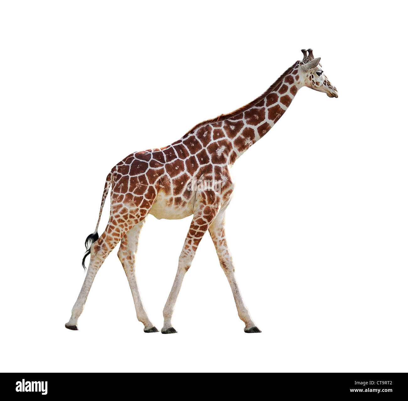 Giraffe aislado sobre fondo blanco. Foto de stock