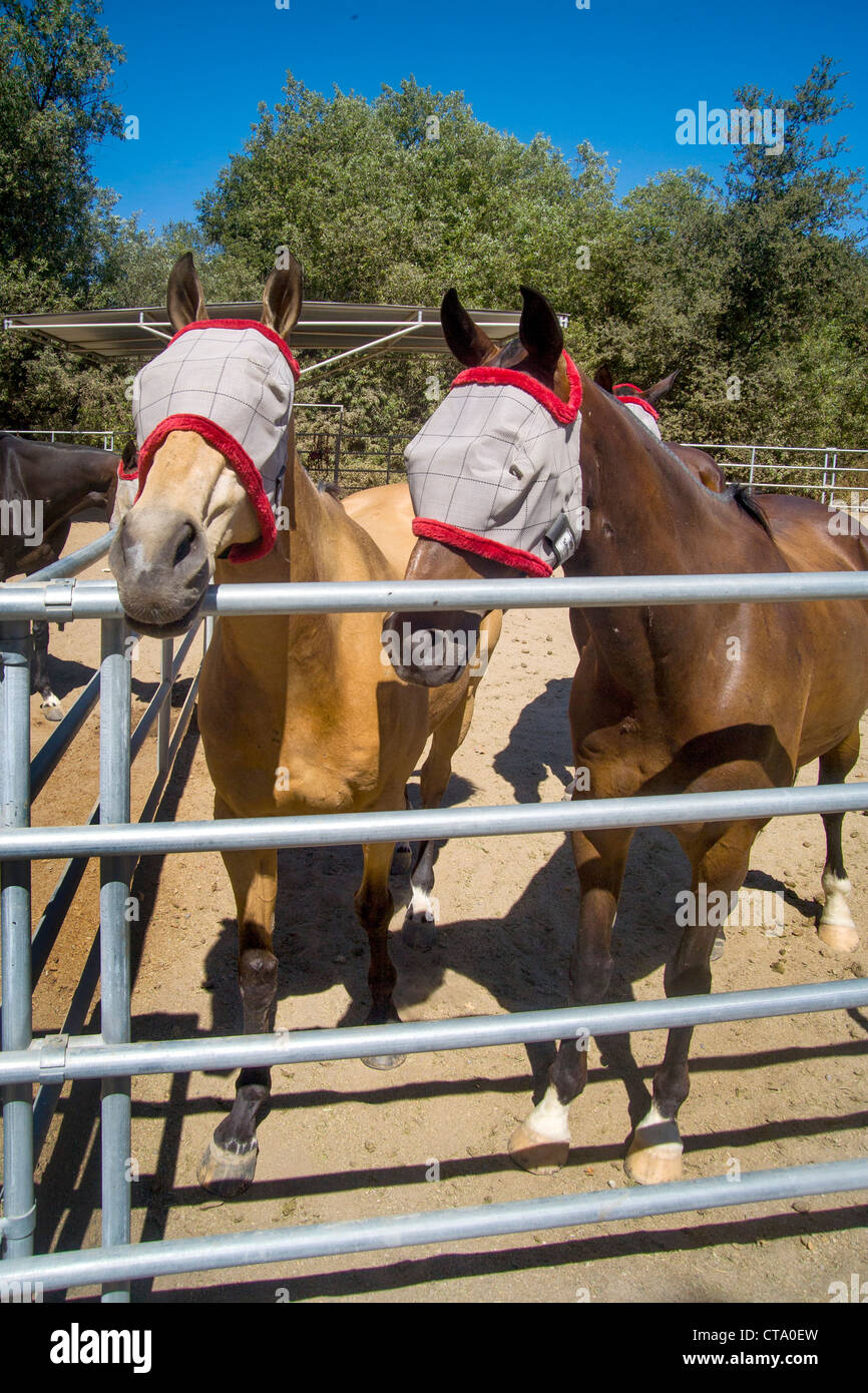 Los caballos llevan los ojos vendados para proteger sus ojos de moscas en un día de verano en establos ecuestres en de Caza, CA Fotografía de stock - Alamy
