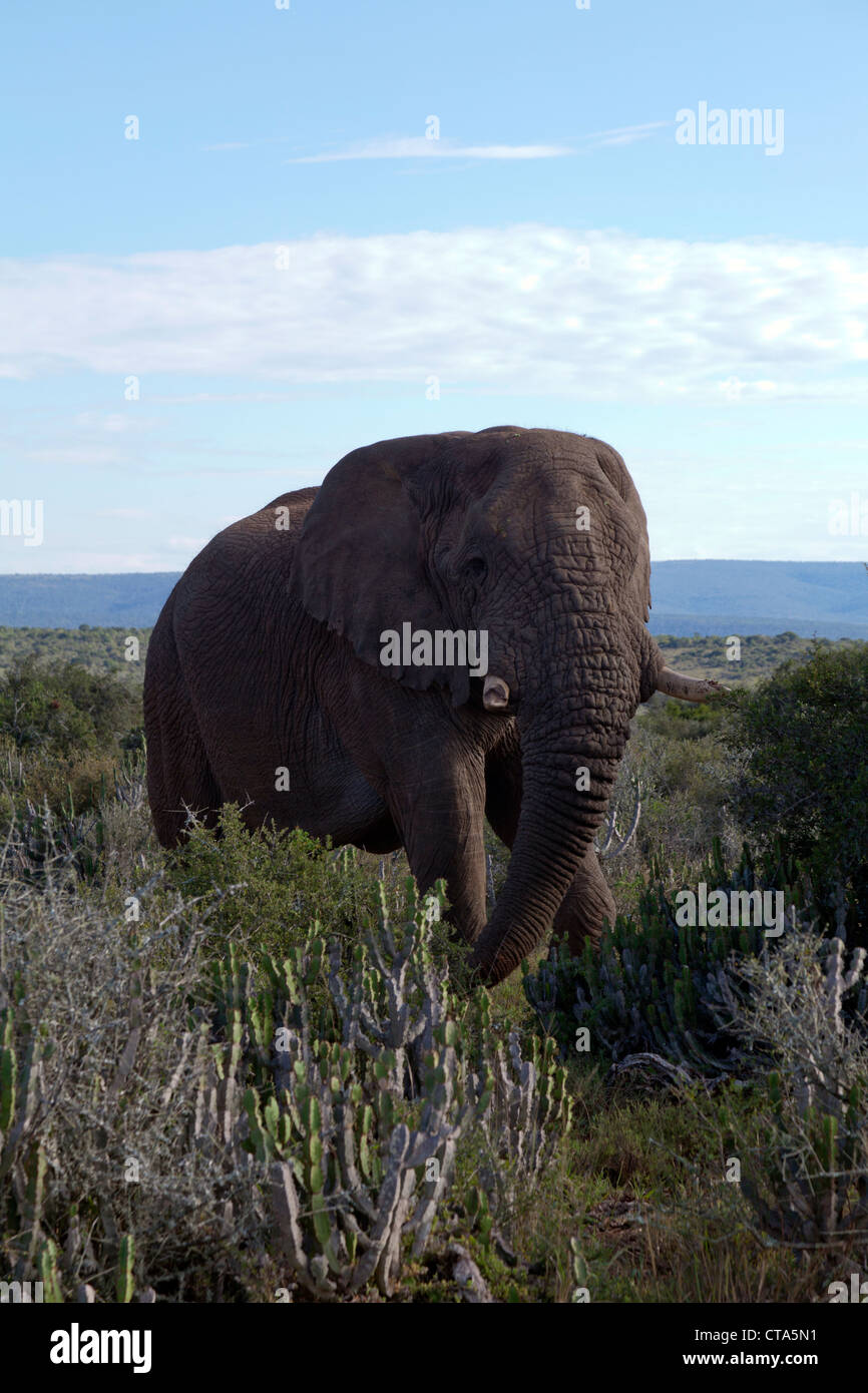 Toro viejo elefante alimentándose en las praderas, Eastern Cape, Sudáfrica Foto de stock