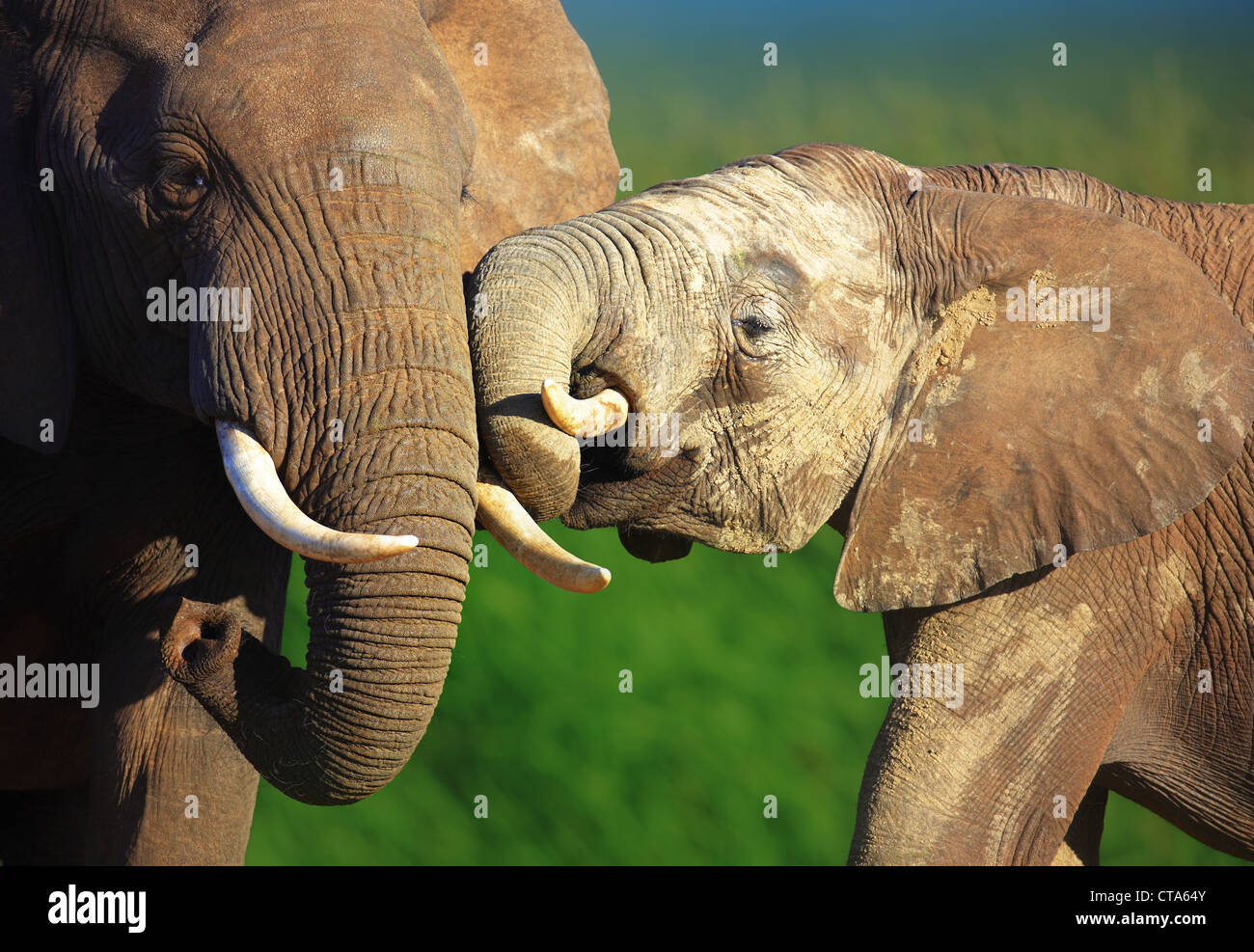 Los elefantes se tocan suavemente - Parque Nacional Addo - Sudáfrica Foto de stock