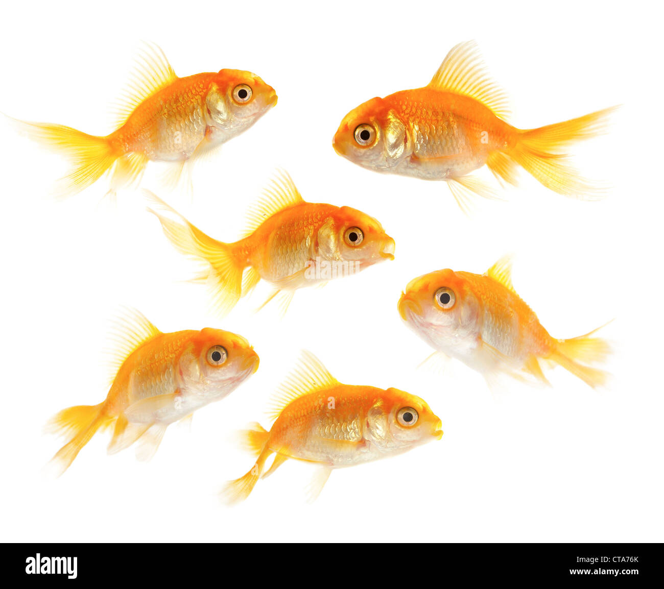 Pescados pequeños de oro sobre un fondo blanco Fotografía de stock - Alamy