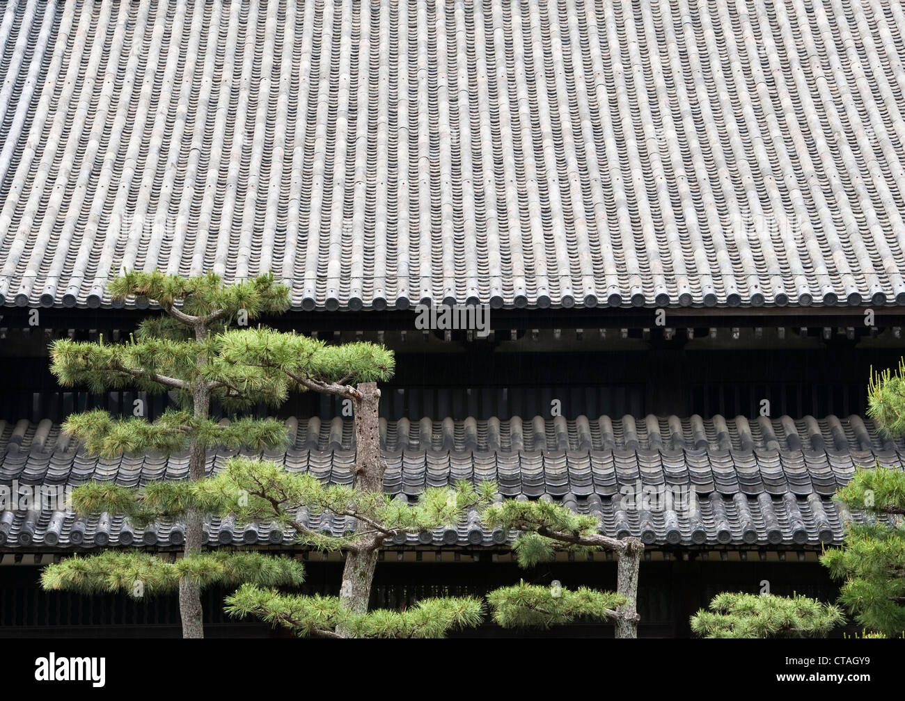 Cuidadosamente podados pinos negros japoneses (Pinus thunbergii) frente al techo de azulejos de un templo budista en Tofuku-ji, Kioto, Japón Foto de stock