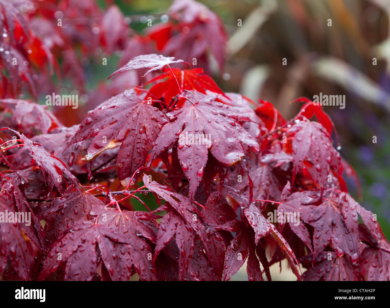 Acer hojas con gotas de lluvia, REINO UNIDO Foto de stock