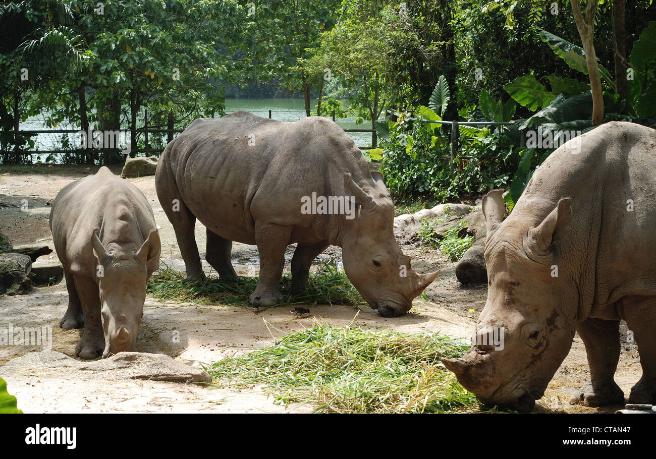 El rinoceronte en el zoo de Singapur Foto de stock