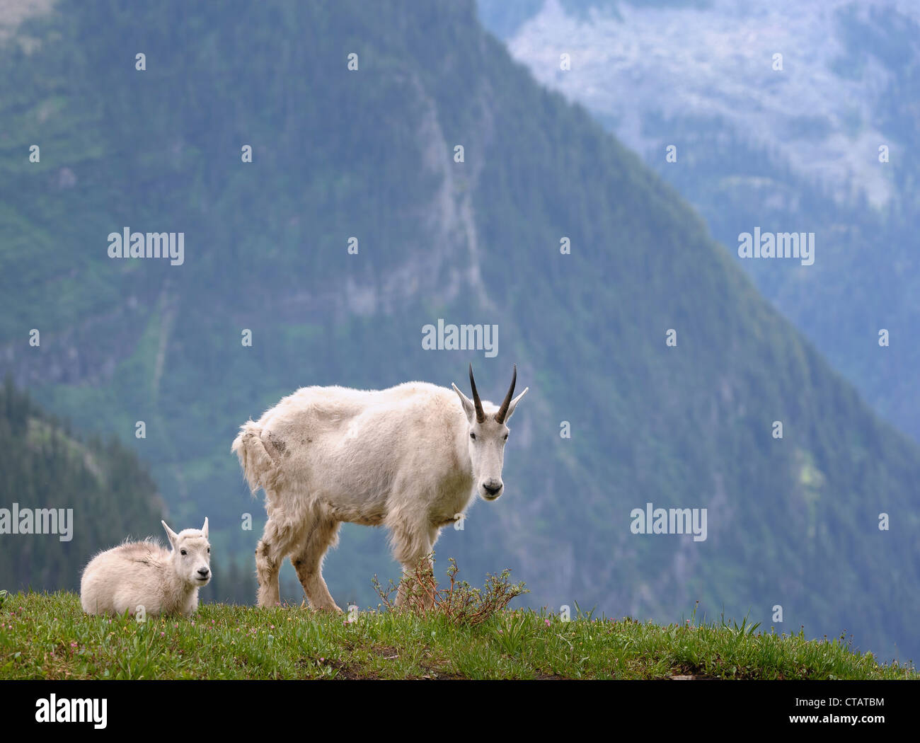Una niñera cabra montés (Oreamnos americanus) y su niño descanse en una pradera alpina, norte de Montana Foto de stock
