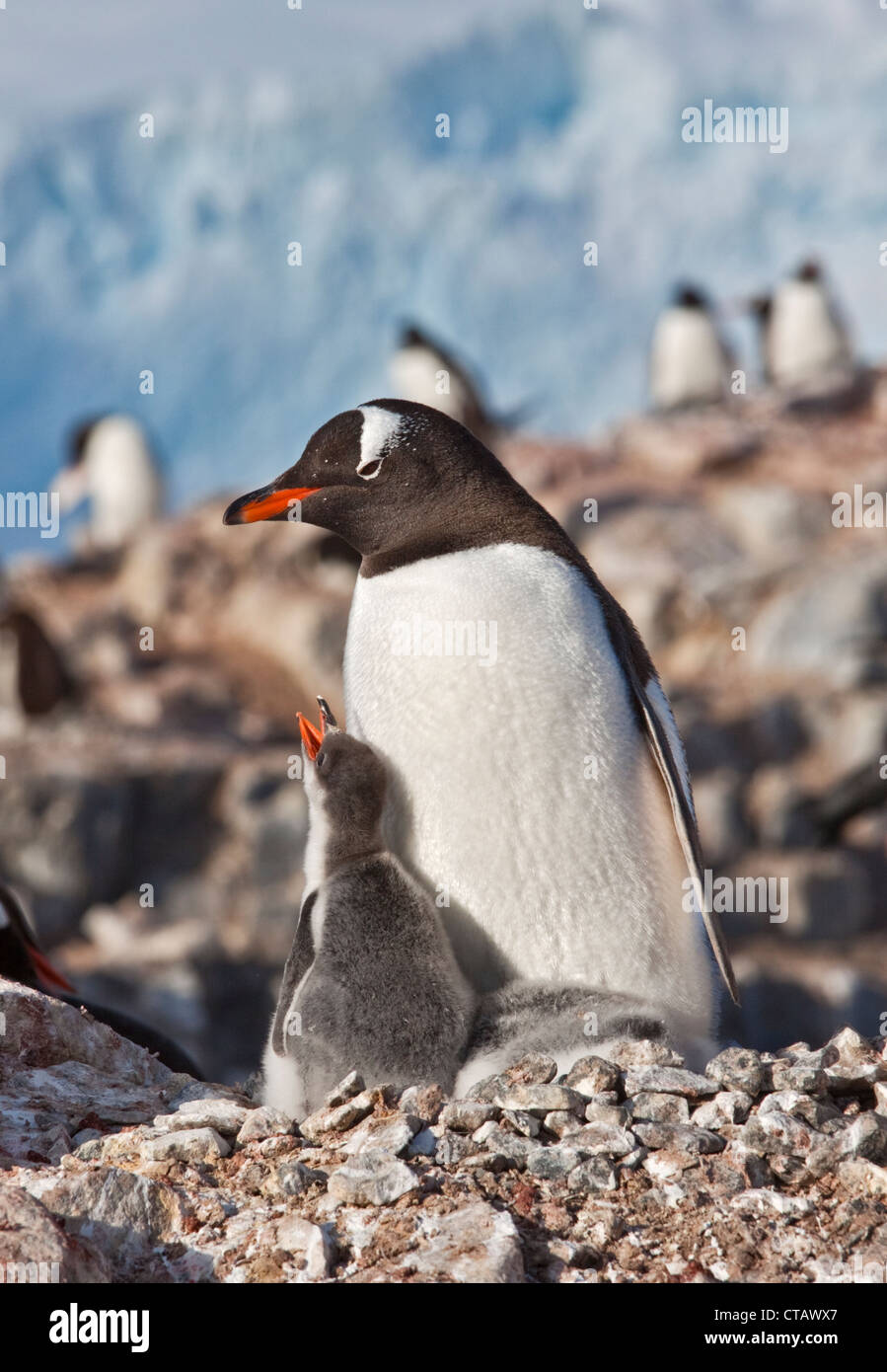 Pingüinos papúa (Pygoscelis papua) y polluelos en el nido, Puerto Lockroy, Península Antártica. Foto de stock