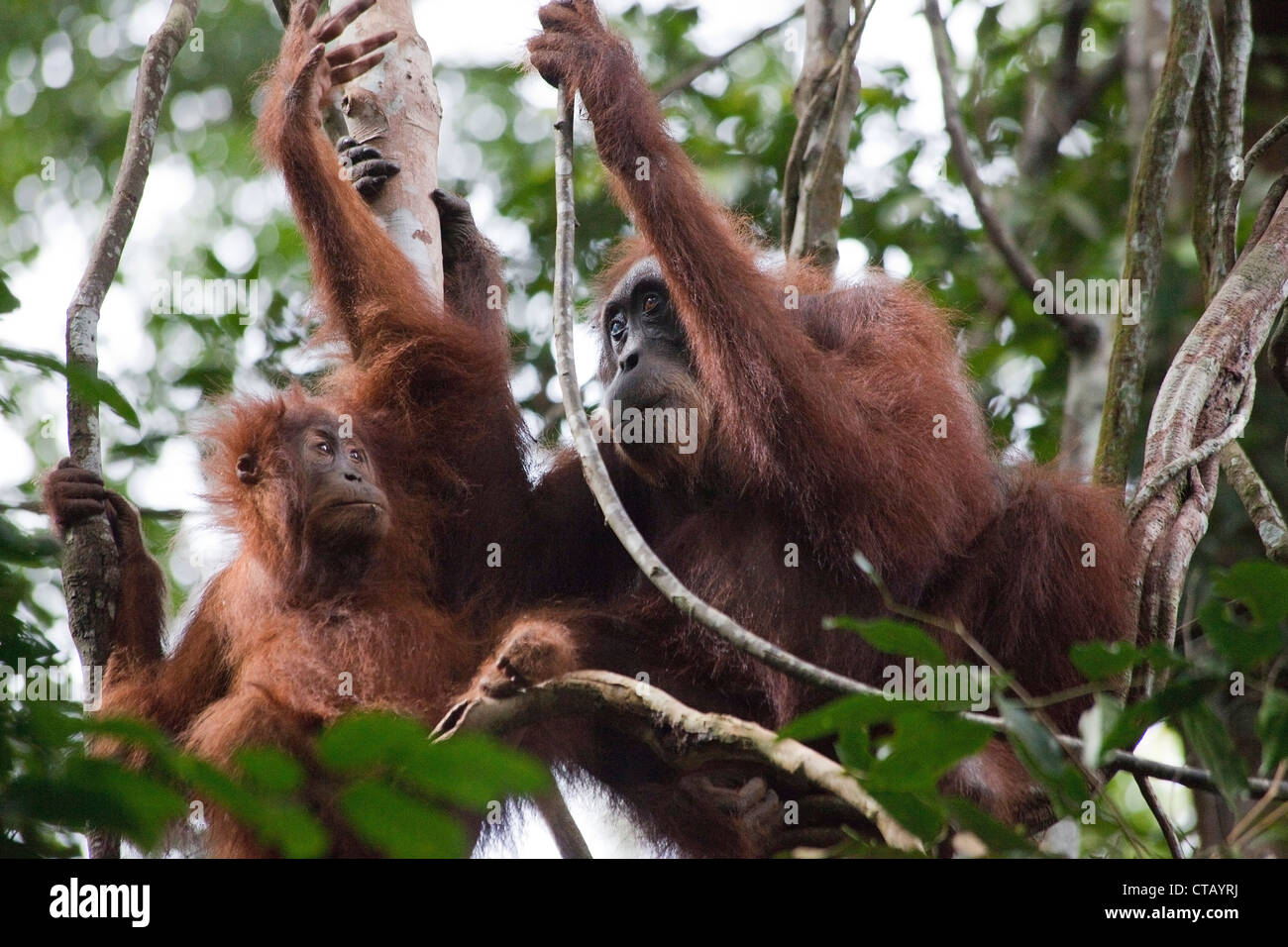 Orang Utans en el Parque Nacional Gunung Leuser, cerca de Bukit Lawang, isla de Sumatra, Indonesia, en el sudeste de Asia Foto de stock