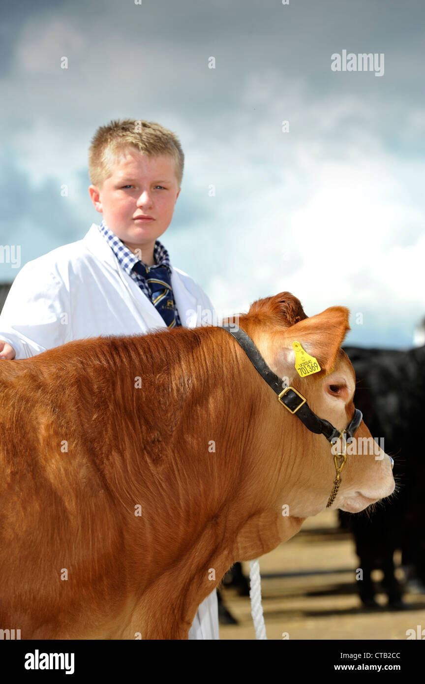 Joven mostrando una ternera Limousin en un show agrícola en el Reino Unido. Foto de stock