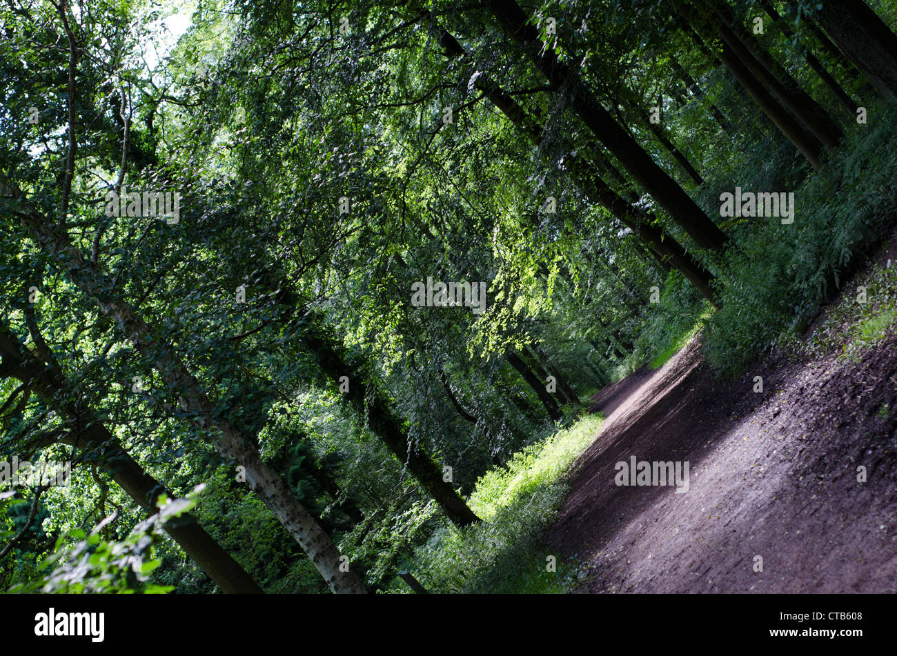 Bosque latifoliado maduro fotografías e imágenes de alta resolución Alamy