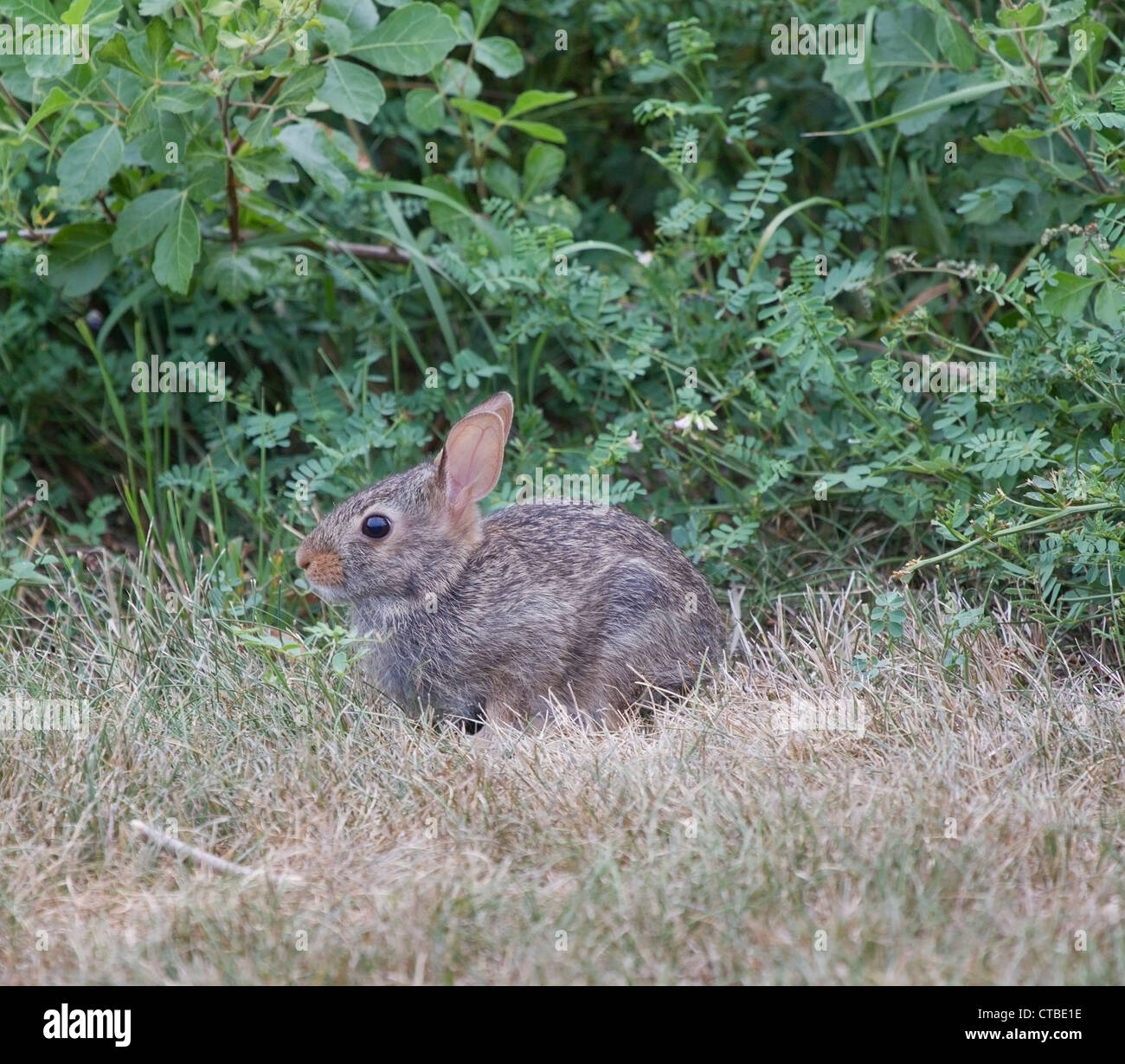 Un Norteamericano Cottontail Oriental conejo sentado en el césped con oídos atentos. Foto de stock