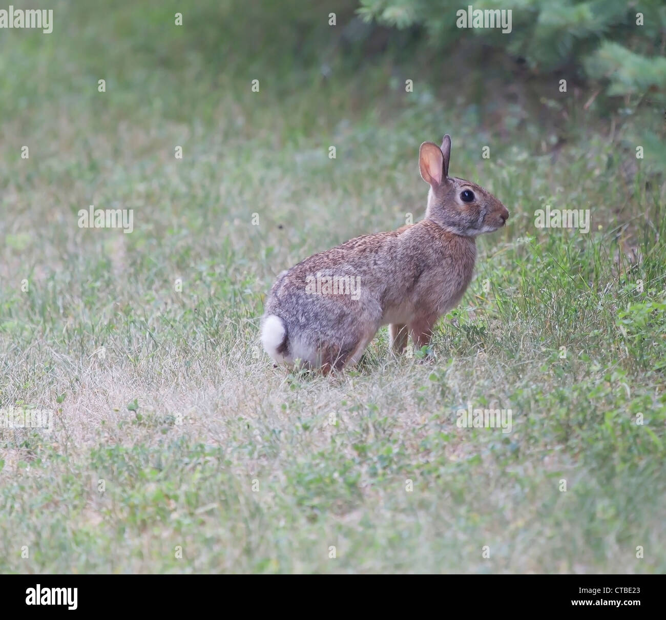 Un Norteamericano Cottontail Oriental Conejo listo para el perno y la escorrentía en la hierba con oídos atentos. Foto de stock