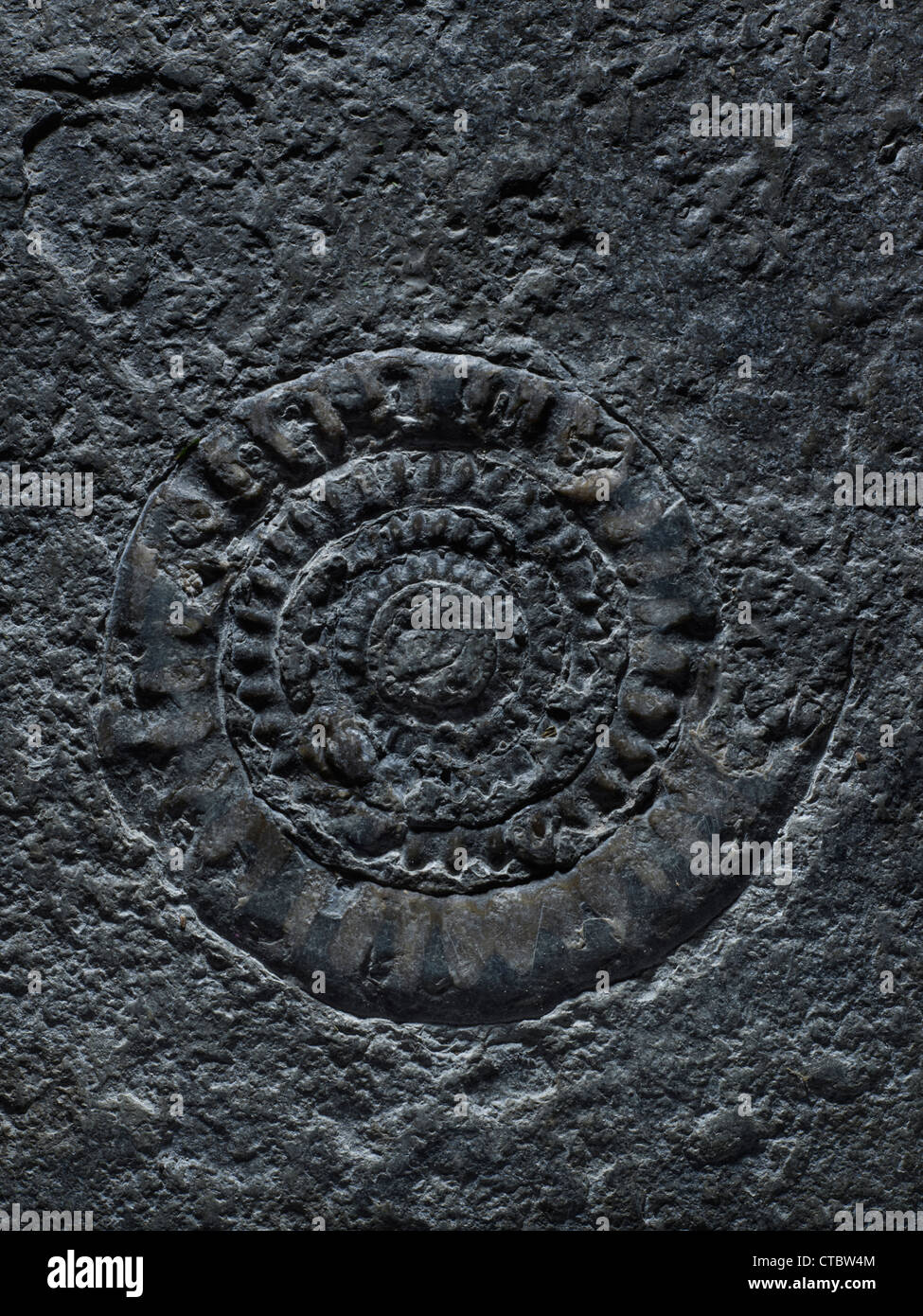 La Abadía de Tewkesbury fósiles de ammonites Foto de stock
