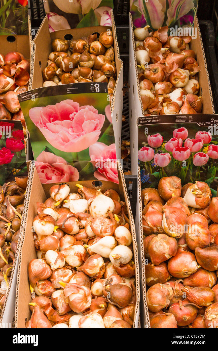 Bulbos de tulipán para venta en el mercado de flores Fotografía de stock -