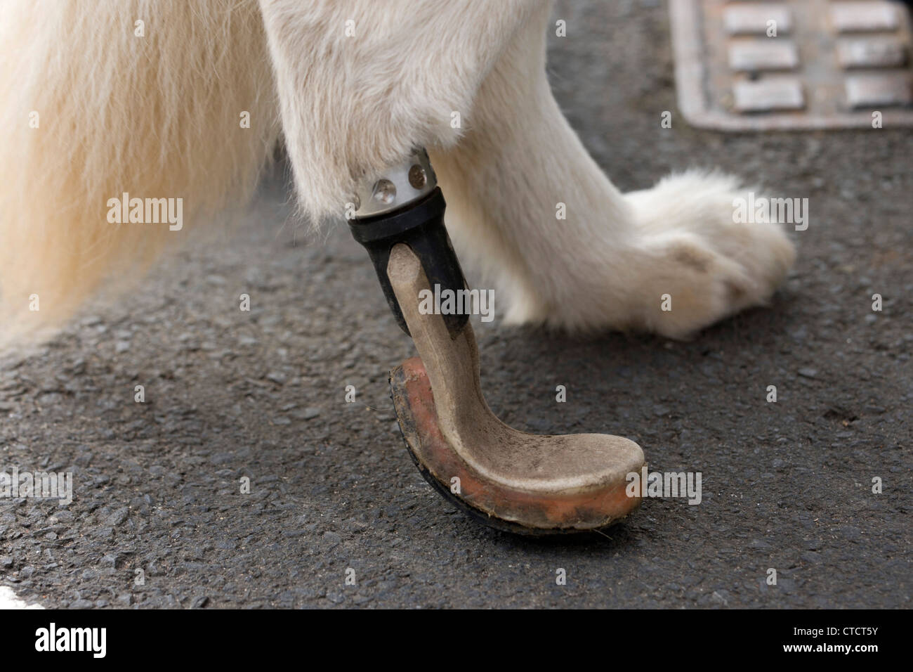 Mitzi perro milagro (4) con una prótesis paw. Un caballo pisó ella y veterinarios injertada sobre un nuevo paw, salvándole la vida. Foto de stock