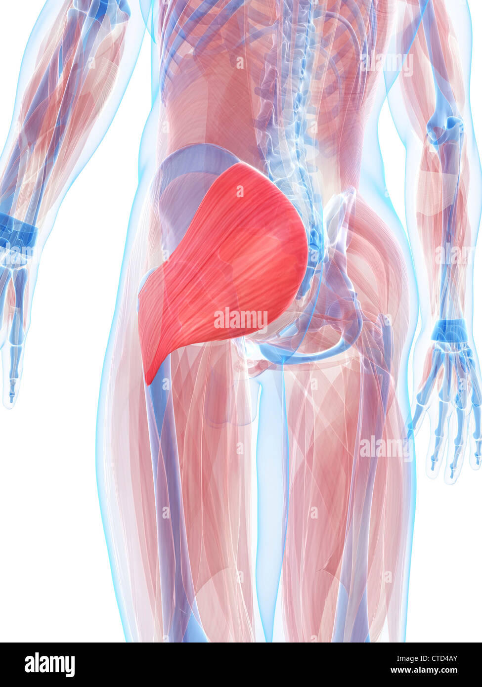 Músculo glúteo mayor ilustración Fotografía de stock - Alamy