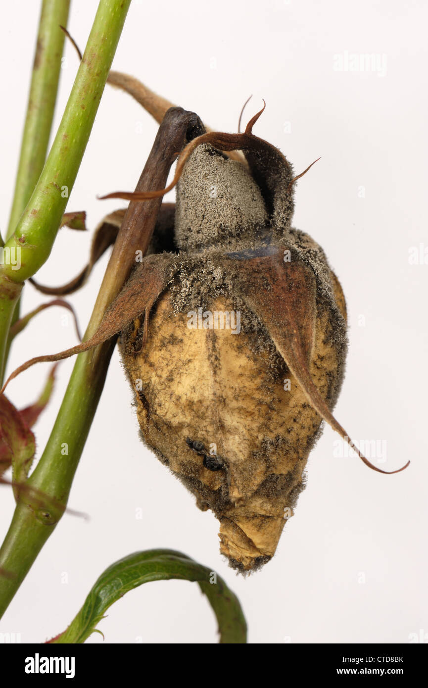 El moho gris Botrytis cinerea infección sin abrir capullos de rosa en tiempo húmedo Foto de stock