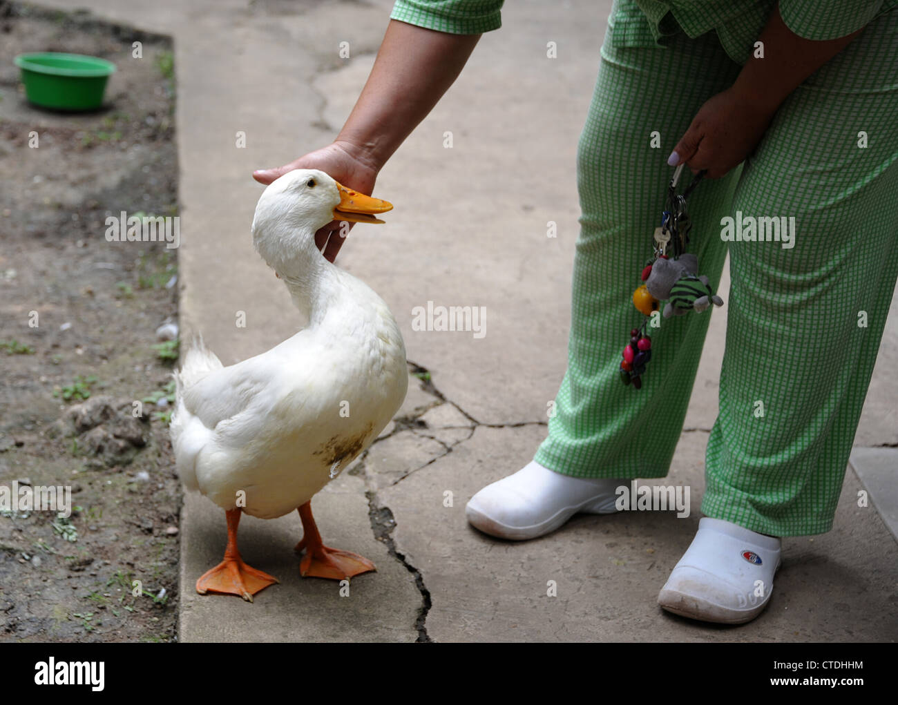 Pato mascota fotografías e imágenes de alta resolución - Alamy