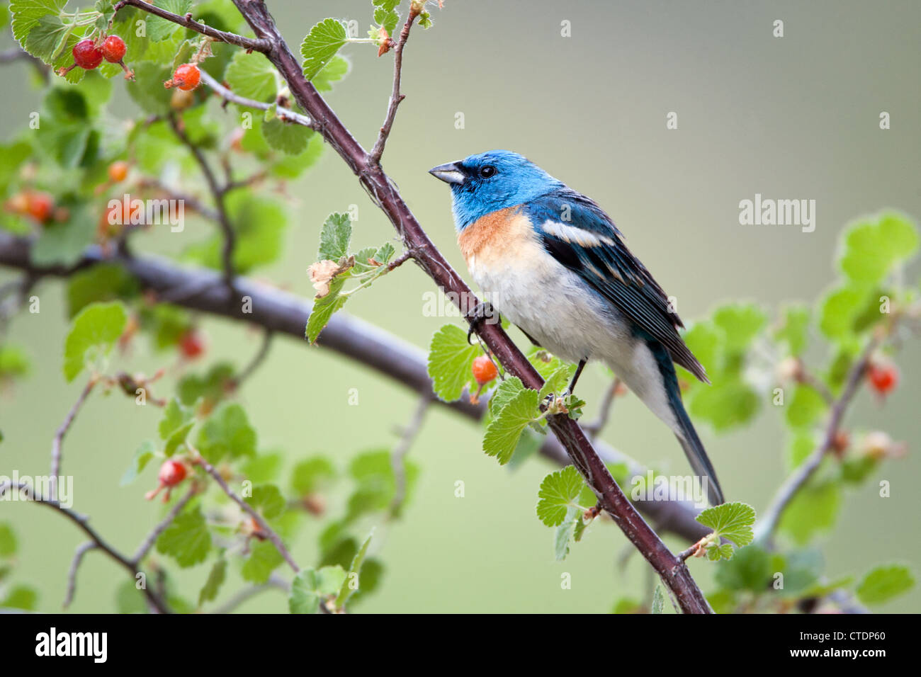 Lazuli Bunting pájaro songbird posado en Western Red Currant berries Foto de stock