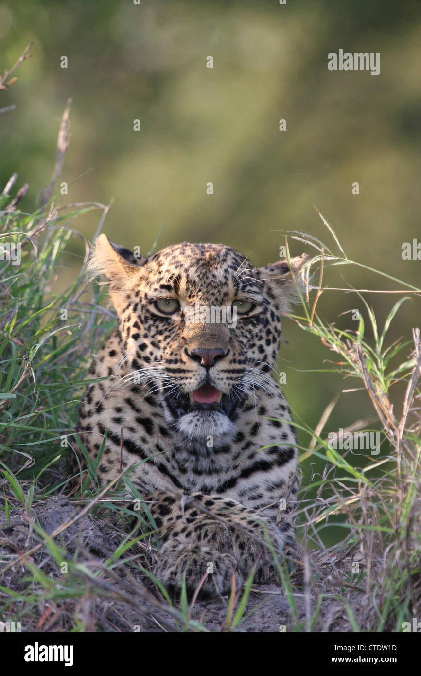 Leopardo Foto de stock