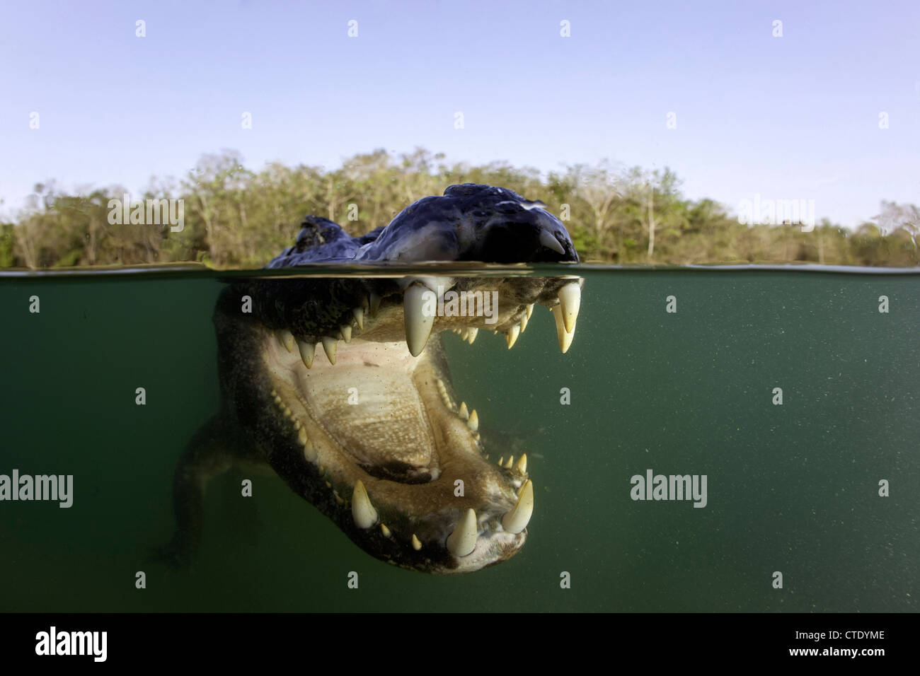 Babas, Caiman crocodilus, Río Baia Bonita, Bonito, Mato Grosso do Sul, Brasil Foto de stock