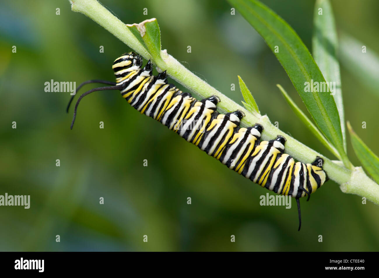 La oruga de la mariposa monarca en asclepias Foto de stock