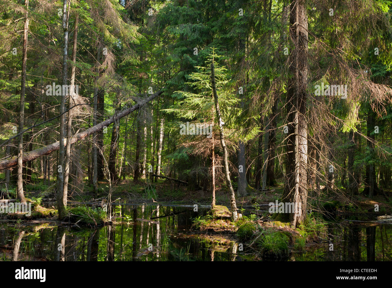 Soporte de coníferas bosque de Bialowieza en verano con abetos en agua Foto de stock