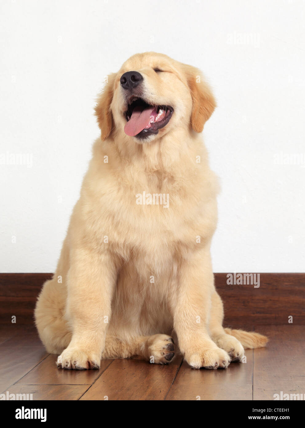 Lindo Golden Retriever 4 mes de edad Cachorro Fotografía de stock - Alamy