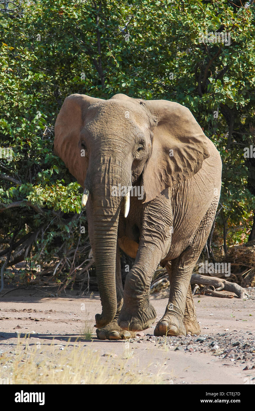 Los elefantes (Los Elephantidae) en el Parque Nacional de Etosha, Namibia Foto de stock
